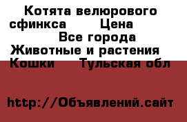 Котята велюрового сфинкса. .. › Цена ­ 15 000 - Все города Животные и растения » Кошки   . Тульская обл.